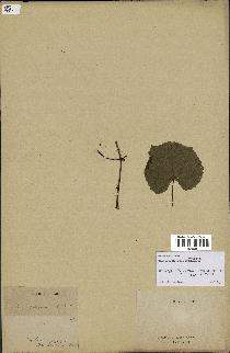 spécimen de Vitis tiliifolia