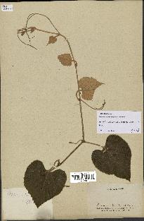 spécimen de Vitis tiliifolia