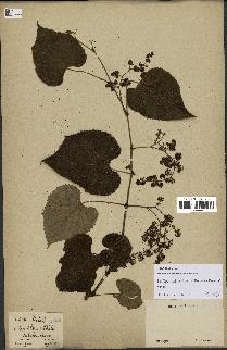 spécimen de Vitis tiliifolia