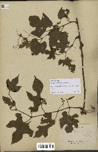 spécimen de Vitis tiliifolia