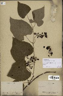 spécimen de Vitis tiliifolia