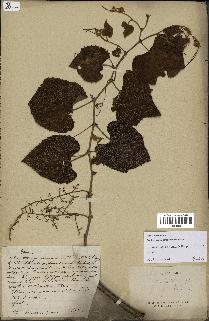 spécimen de Vitis tiliifolia