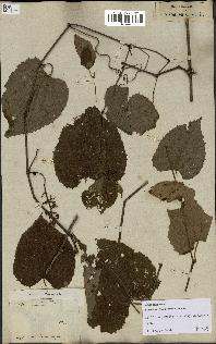 spécimen de Vitis tiliifolia