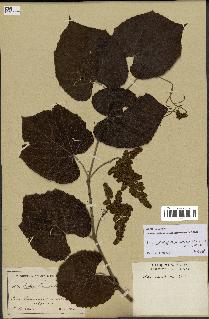 spécimen de Vitis tiliifolia