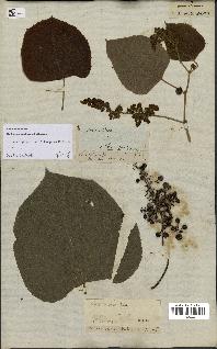 spécimen de Vitis tiliifolia