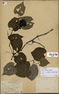 spécimen de Vitis tiliifolia