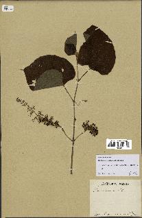 spécimen de Vitis tiliifolia