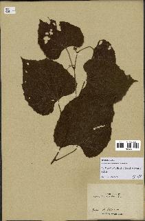 spécimen de Vitis tiliifolia