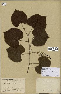 spécimen de Vitis tiliifolia