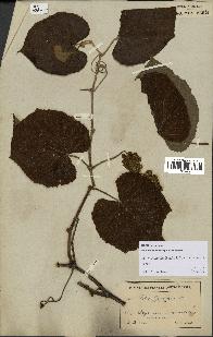 spécimen de Vitis tiliifolia