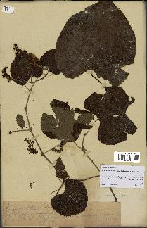 spécimen de Vitis tiliifolia