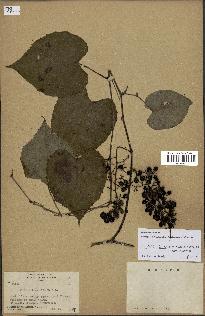 spécimen de Vitis tiliifolia