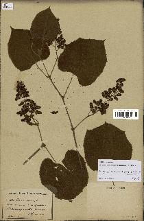 spécimen de Vitis tiliifolia