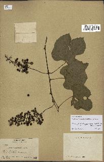 spécimen de Vitis tiliifolia