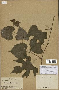 spécimen de Vitis tiliifolia