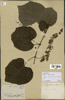 spécimen de Vitis tiliifolia