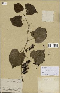 spécimen de Vitis tiliifolia