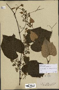 spécimen de Vitis tiliifolia