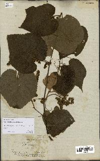 spécimen de Vitis tiliifolia