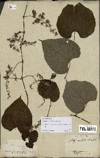 spécimen de Vitis tiliifolia