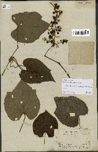 spécimen de Vitis tiliifolia