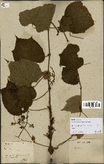 spécimen de Vitis tiliifolia