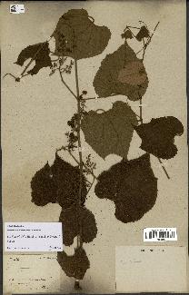 spécimen de Vitis tiliifolia