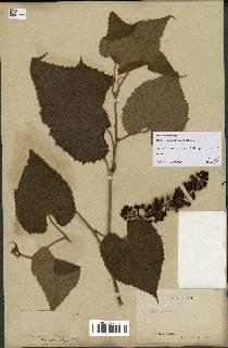 spécimen de Vitis tiliifolia