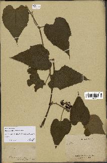 spécimen de Vitis tiliifolia