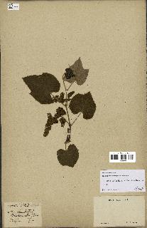 spécimen de Vitis tiliifolia