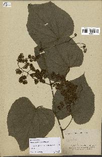 spécimen de Vitis tiliifolia