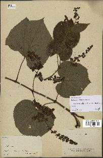 spécimen de Vitis tiliifolia