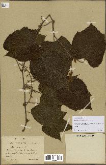 spécimen de Vitis tiliifolia