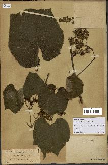 spécimen de Vitis tiliifolia