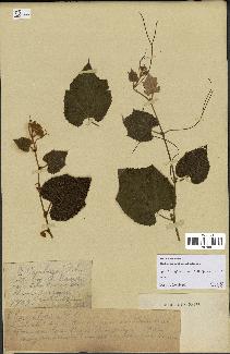 spécimen de Vitis tiliifolia