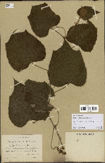 spécimen de Vitis tiliifolia