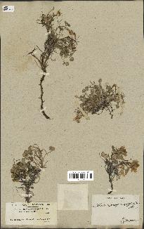 spécimen de Sarcocapnos crassifolia