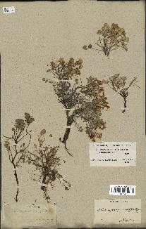 spécimen de Sarcocapnos crassifolia