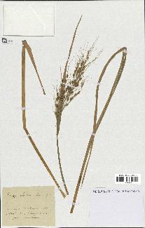 spécimen de Oryza sativa
