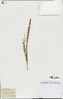 spécimen de Oryza sativa