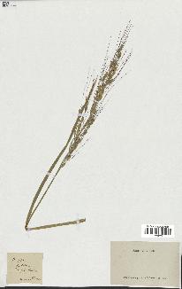 spécimen de Oryza sativa