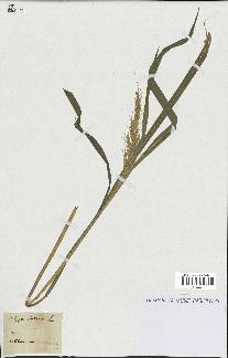 spécimen de Oryza sativa
