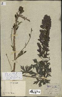 spécimen de Aconitum napellus