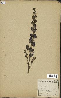 spécimen de Aconitum napellus