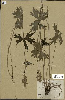 spécimen de Aconitum lycoctonum