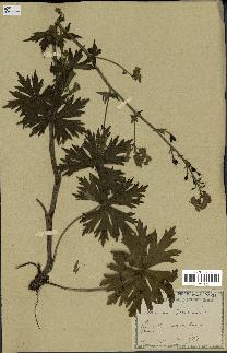 spécimen de Aconitum lycoctonum