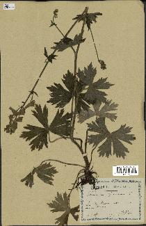 spécimen de Aconitum lycoctonum