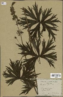 spécimen de Aconitum lycoctonum