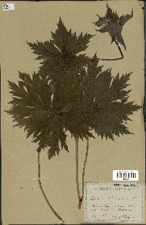 spécimen de Aconitum lycoctonum