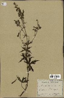 spécimen de Aconitum lycoctonum